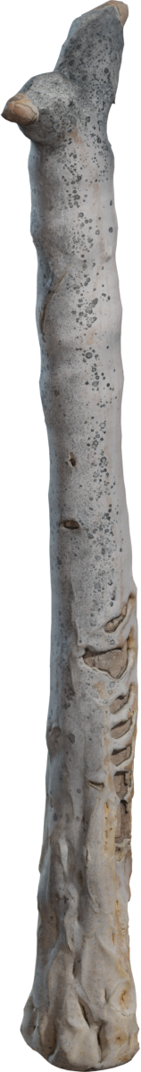 Dead Quiver Trunk