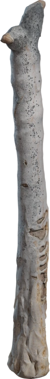 Free 8K model of a dried, decayed quiver-tree trunk from South Africa's Karoo, with weathered bark, knotted stump and debris, ideal for arid nature scenes.