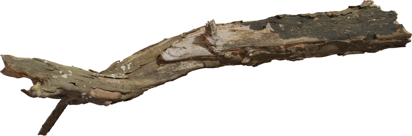 Dead Tree Trunk 02