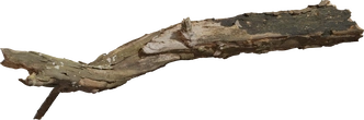 Dead Tree Trunk 02 - Preview