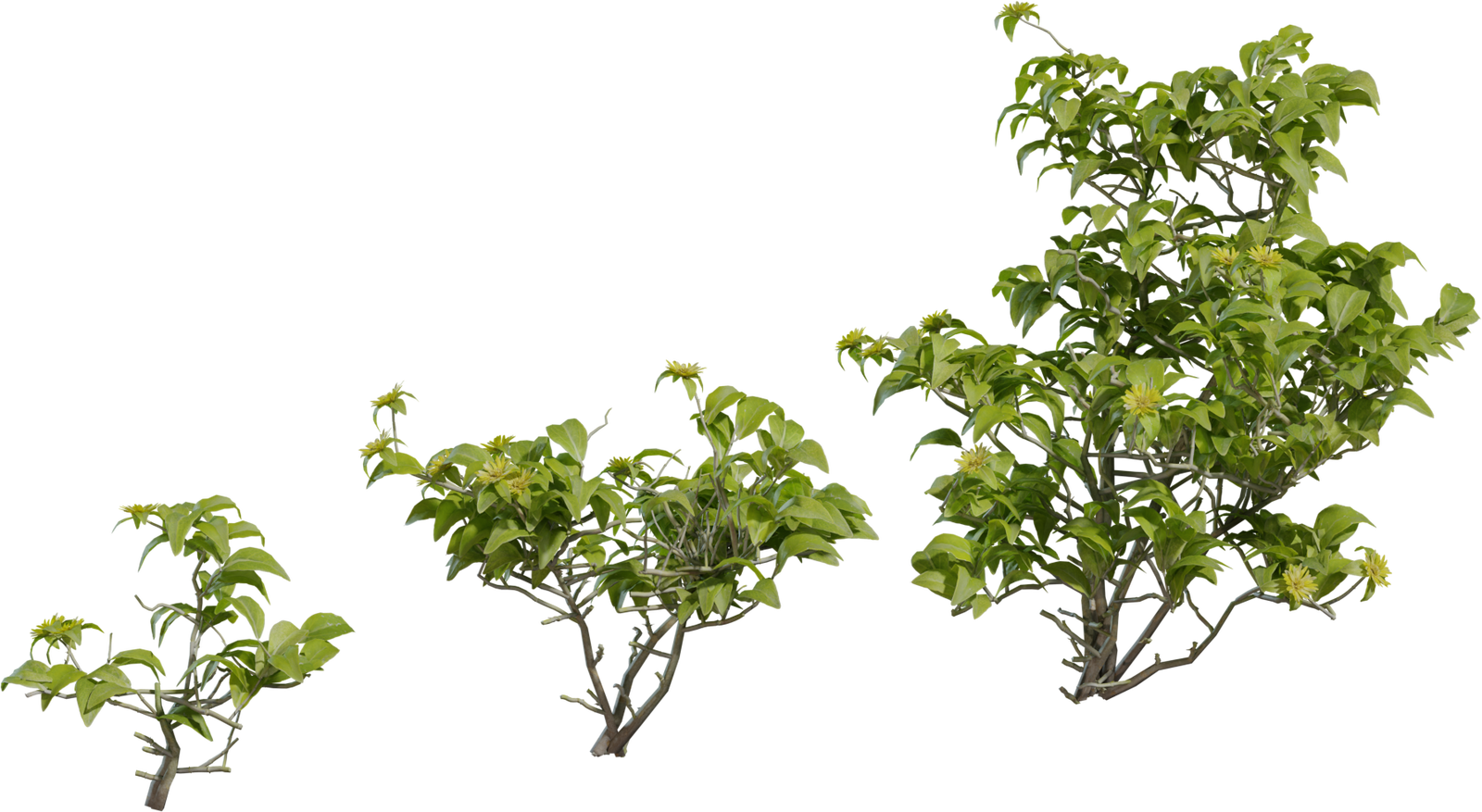 Didelta Spinosa