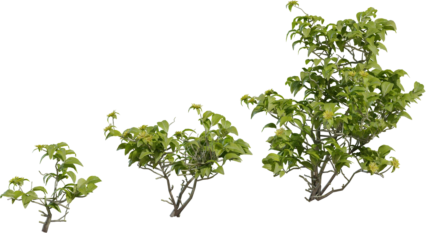 Free 8K Didelta spinosa model - realistic Namaqualand desert shrub with twisted stems, dense green leaves and yellow flowers.
