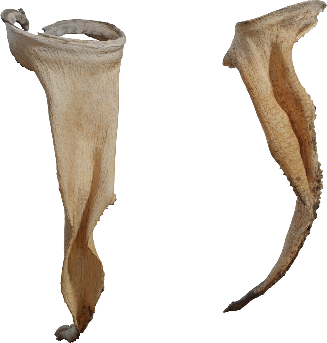 Dry Quiver Leaf