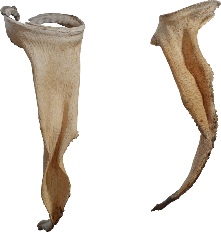 Free 8K model of a dried quiver leaf from Namaqualand - realistic desert debris with curled fibrous texture and brittle edges for ground-cover scenes.
