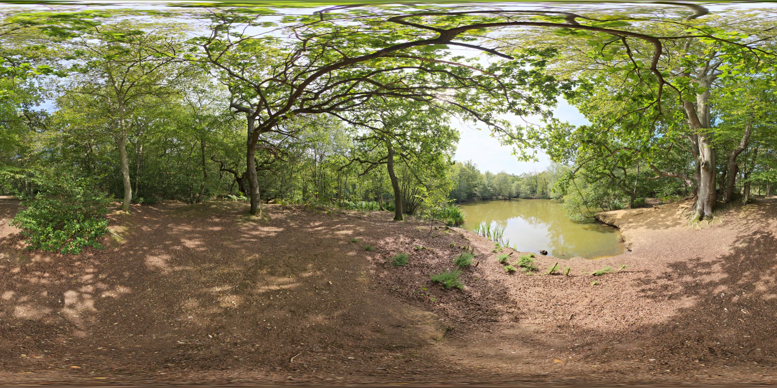 Epping Forest 01