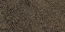 Eucalyptus Bark - Preview