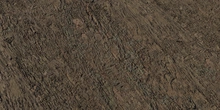 Eucalyptus Bark - Preview