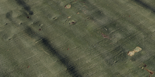 Fever Tree Bark - Preview