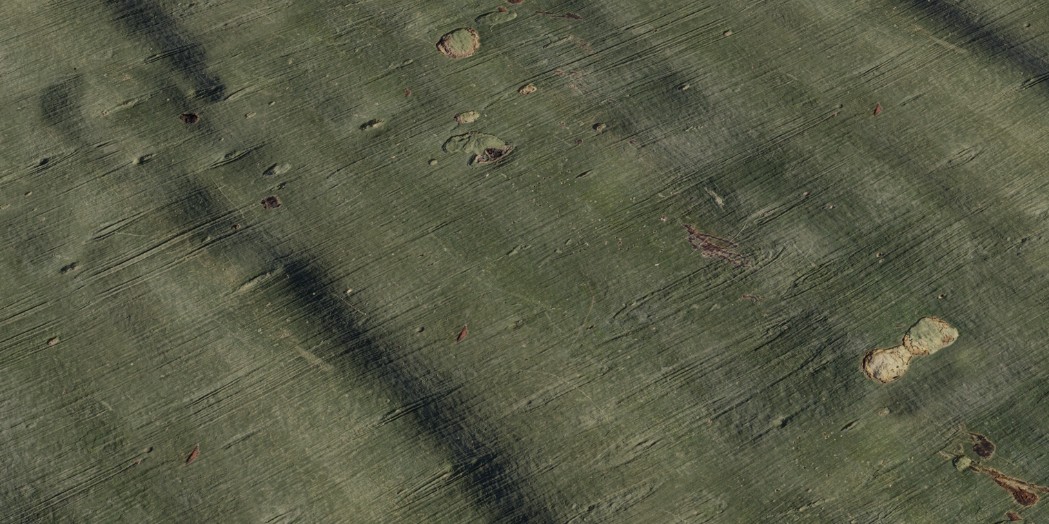 Free 8K texture of green fever tree bark: smooth, finely striated surface with peeled patches, small knots and scars, subtle satin sheen and tonal variation.