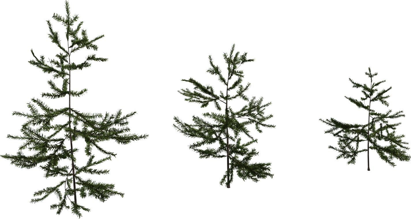 Free 8K model of young fir saplings - three small variations with slender trunks, layered horizontal branches and dense green needles, natural woodland detail.