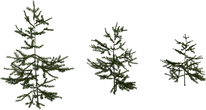 Fir Sapling - Preview