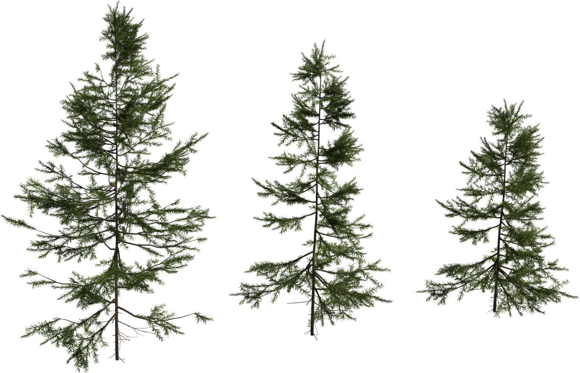 Free 8K fir sapling model - a slender conifer with layered branches, dense needles, twiggy trunk and natural woodland silhouette.