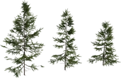 Fir Sapling Medium - Preview