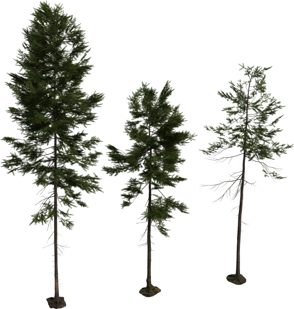 Fir Tree 01
