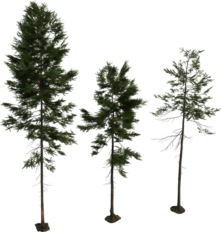 Free 8K model of three tall fir trees with slender trunks, detailed bark, layered needle foliage and natural twiggy branch structure.