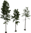 Fir Tree 01 - Preview