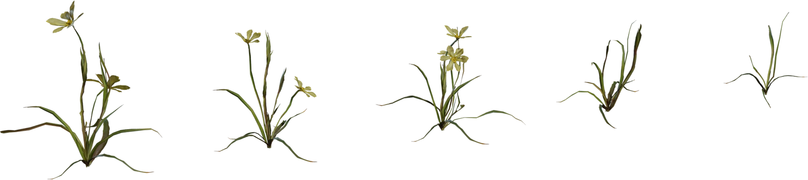 Free 4K model of Empodium wildflower - realistic yellow Namaqualand groundcover with detailed textures and multiple growth variations.