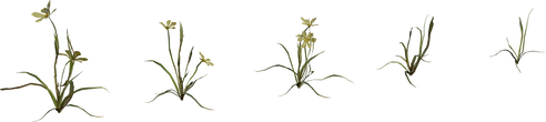 Flower Empodium - Preview