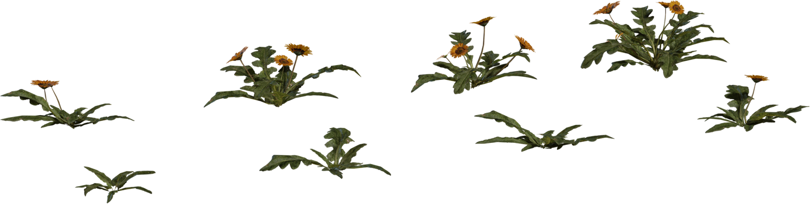 Free 8K model: realistic Gazania wildflower clumps from Namaqualand - orange daisy-like groundcover with botanical detail, ideal for fields.