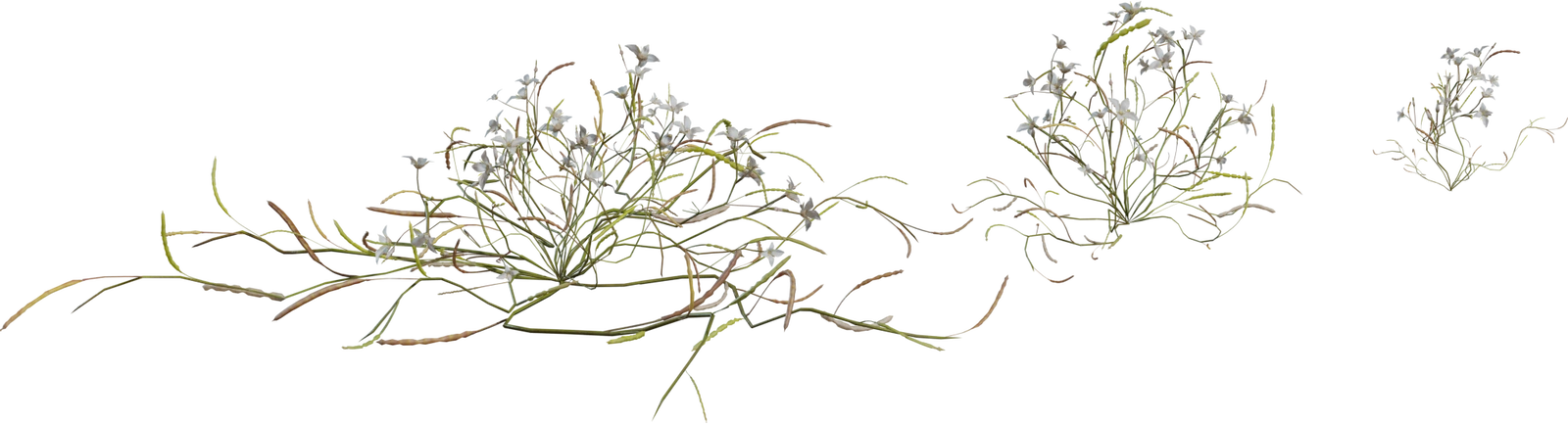 Free 8K model of Heliophila: tiny white Namaqualand wildflower groundcover from South Africa, delicate stems and realistic botanical detail for desert scenes.