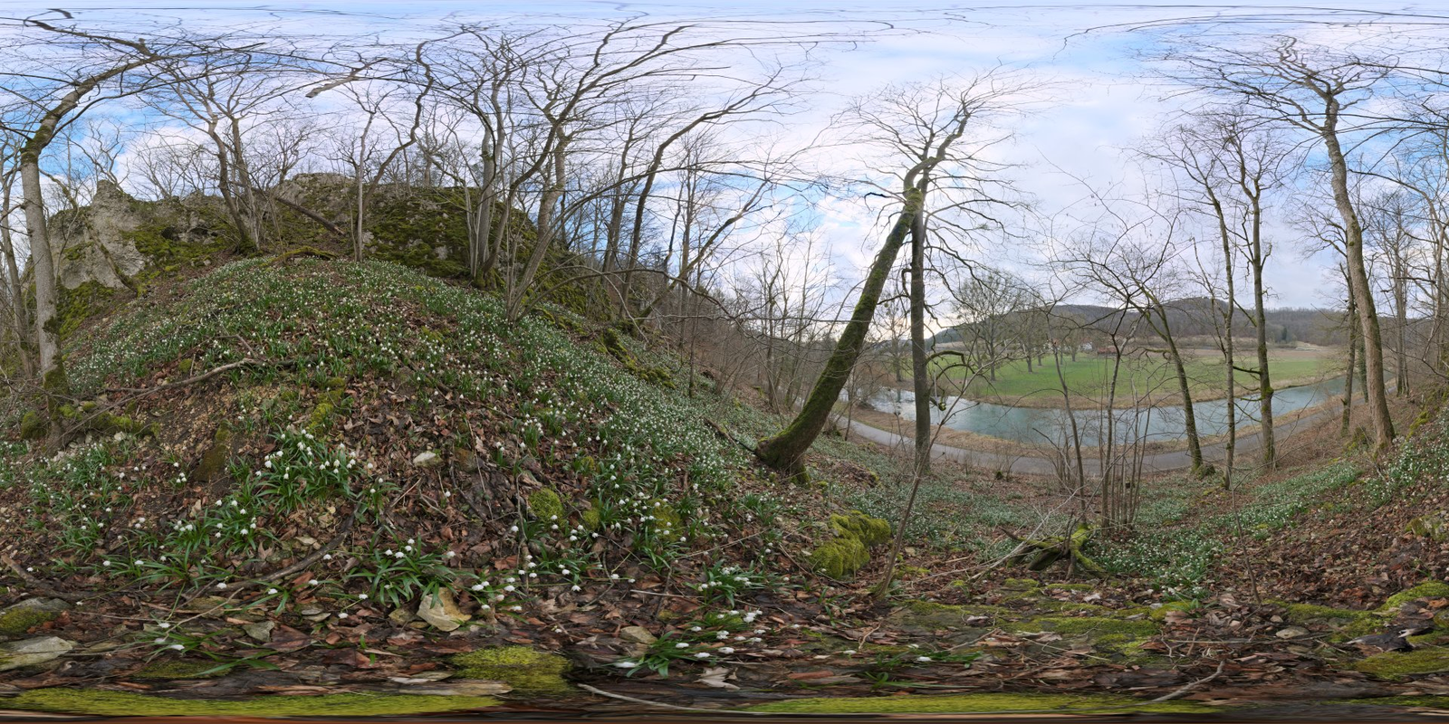 Flower Hillside