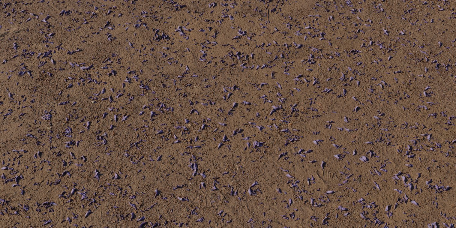 Free 8K texture of brown sandy dirt dotted with scattered purple jacaranda petals, rough granular soil with subtle bumps, fine sand, and a dry matte surface.