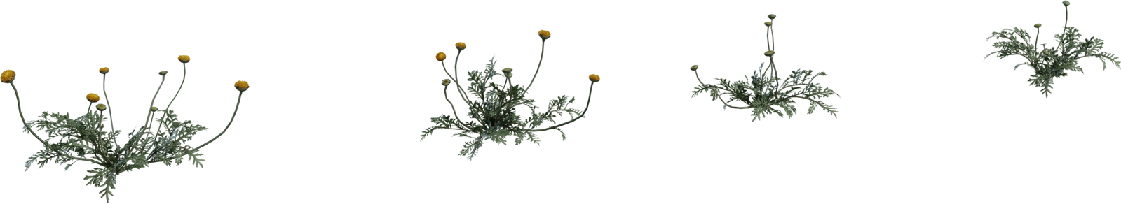Free 4K Flower Stinkkruid model - a detailed Namaqualand wildflower with grey-green leaves, thin stems and yellow button blooms.
