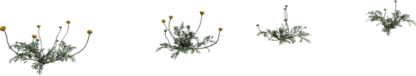 Flower Stinkkruid - Preview