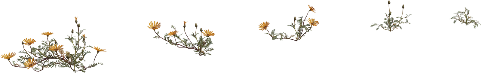 Free 4K model of Namaqualand ursinia - low, sprawling orange wildflower from South Africa’s Karoo; botanical detail, perfect groundcover for desert scenes.