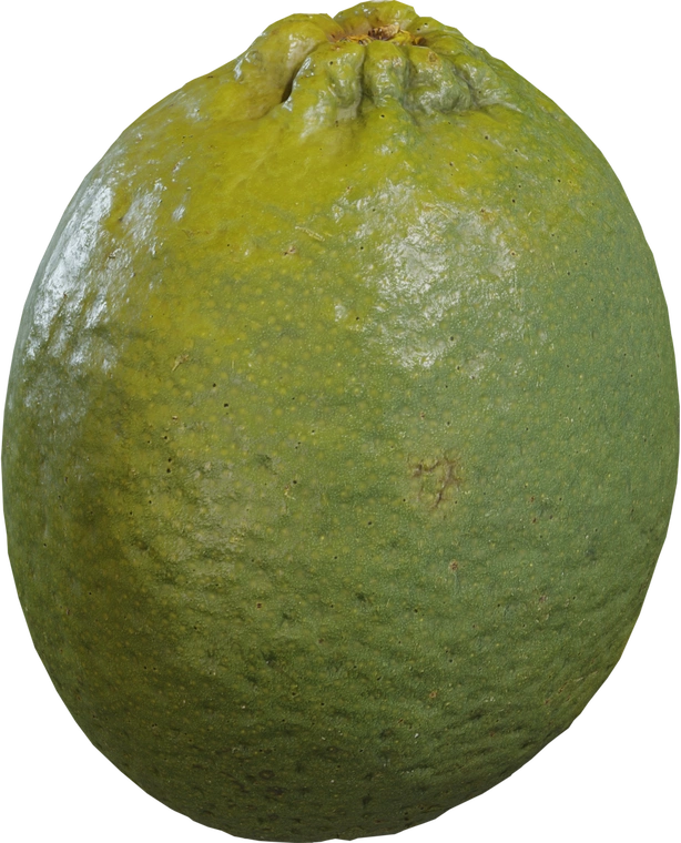 Free 8K model of a realistic lime with bumpy, mottled green-yellow peel, subtle blemishes and a glossy, slightly waxy surface.