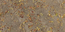 Forest Floor - Preview