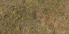 Forest Leaves 02 - Preview