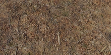 Forest Leaves 04 - Preview