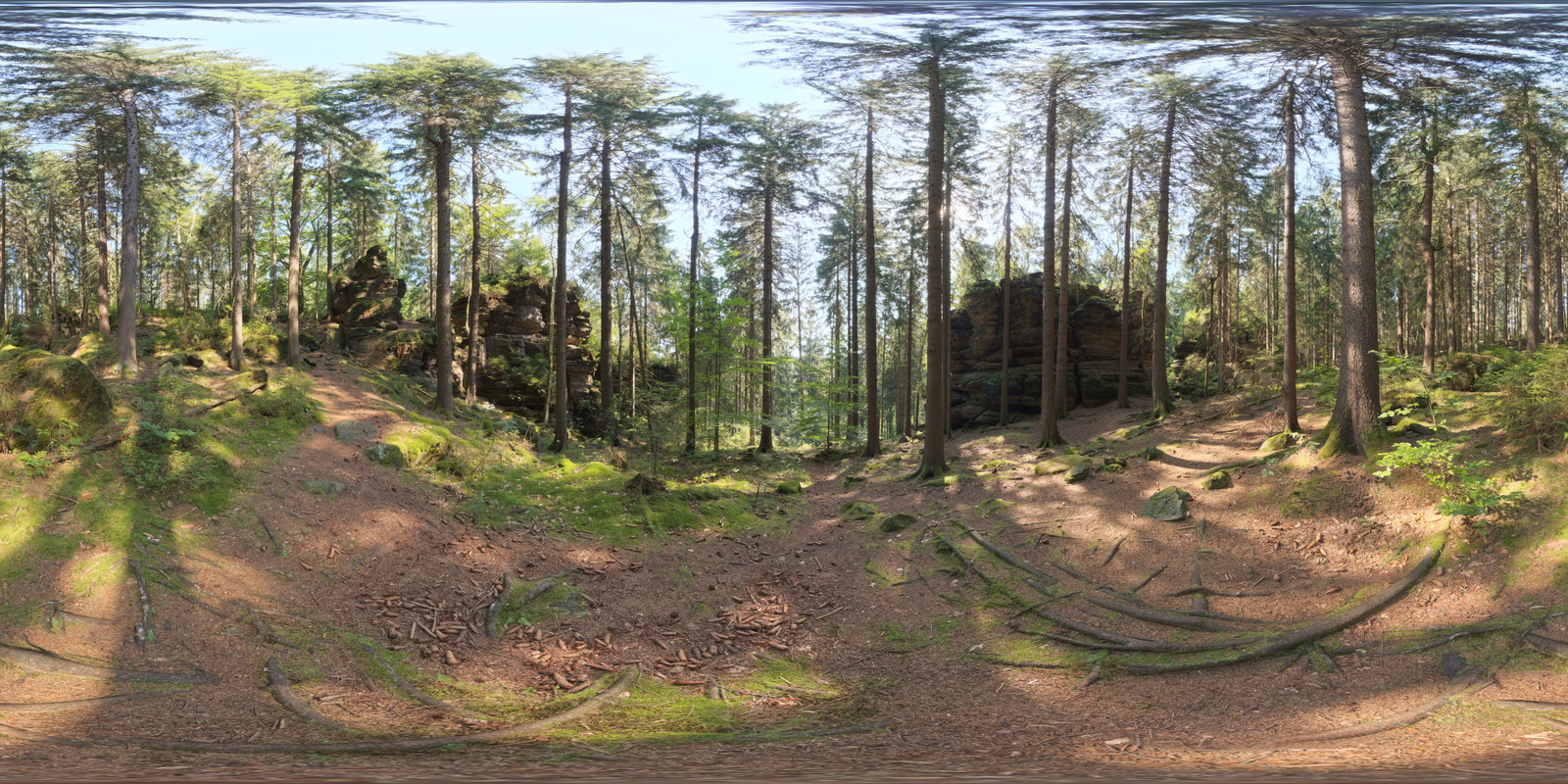 Forest Slope