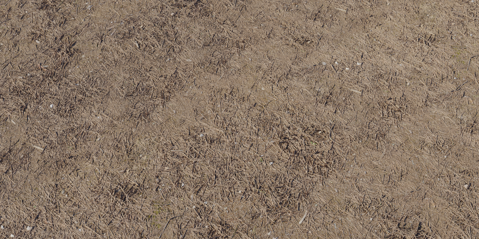 Forest Ground 03
