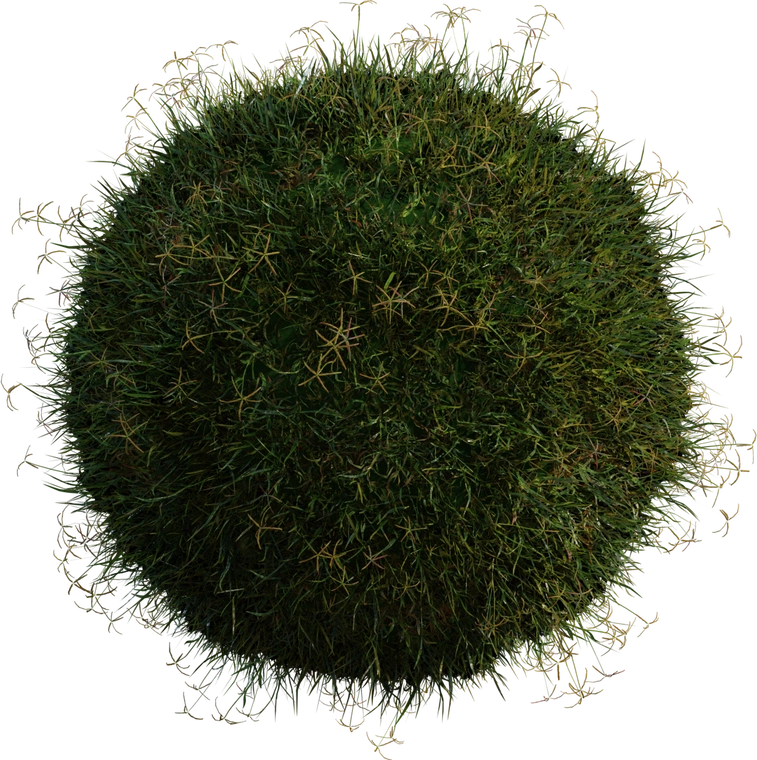 Free 8K model of dense Bermuda grass tuft with fine blades, varied green-yellow tones and a natural, slightly wild groundcover look. Geometry nodes scatter system.
