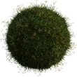 Grass Bermuda 01 - Preview
