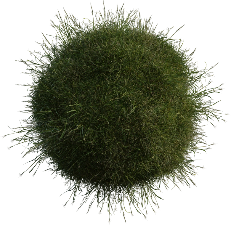 Free 8K grass model: dense medium tuft with varied green blades, natural meadow tones and wispy outer fronds for realistic ground cover. Geometry nodes scatter system.