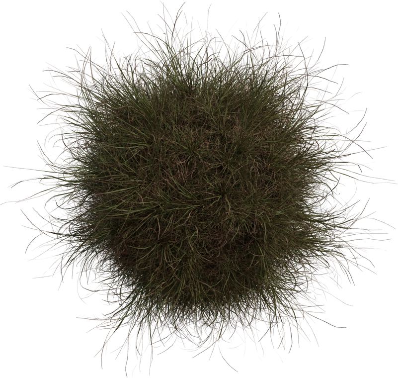 Free 4K model of a medium grass tuft - dense green-brown blades, varied strands and geometry-nodes driven scatter system for natural ground cover.