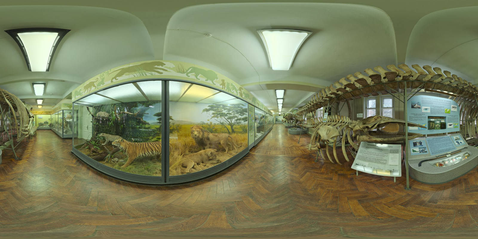 Hall of Mammals