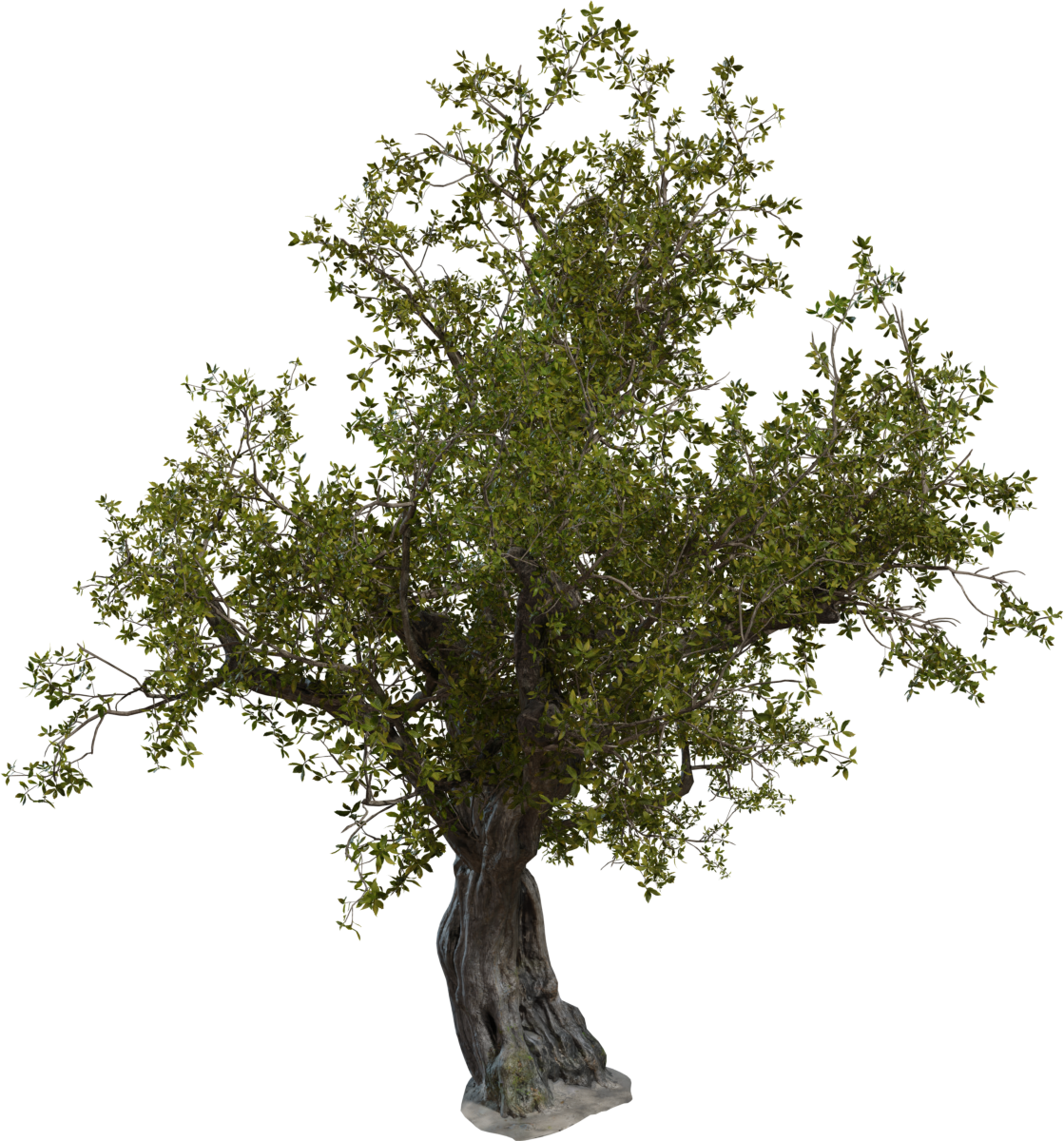 Island Tree 01