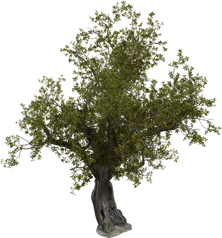 Free 8K tree model with twisted gnarled trunk, high-detail bark, exposed roots and a dense, wind-sculpted coastal canopy of small green leaves.