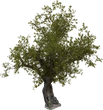 Island Tree 01 - Preview