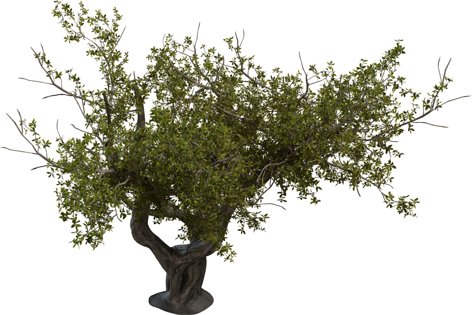 Island Tree 02