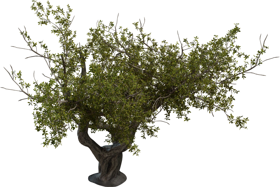Free 8K model of a small coastal island tree with a twisted, weathered trunk and sprawling dense green foliage; detailed bark and branched canopy.