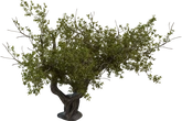 Island Tree 02 - Preview
