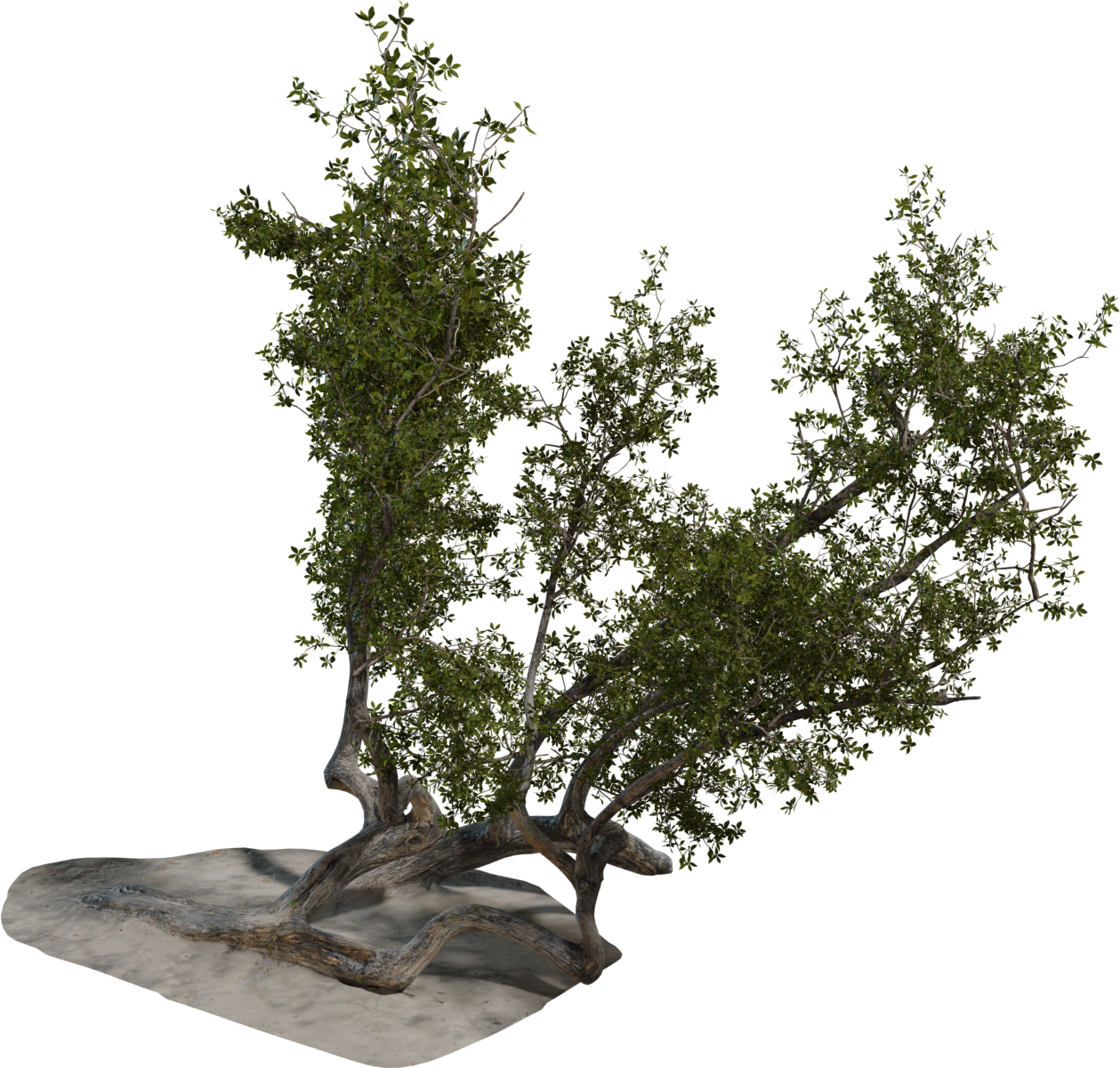 Island Tree 03