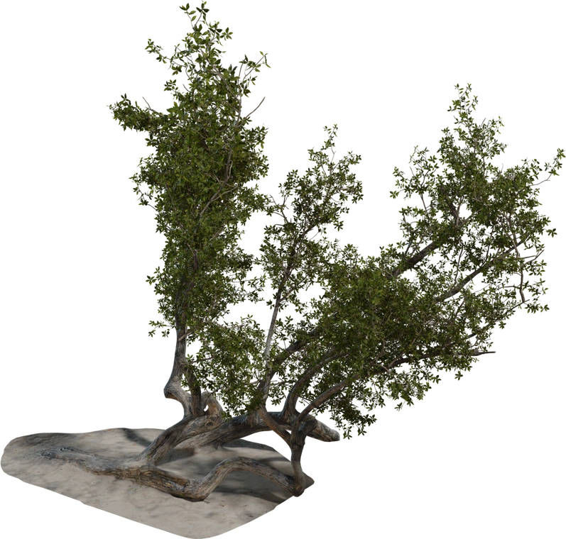 Free 8K model of a low, windswept coastal tree with twisted, gnarled trunks, dense green foliage, realistic bark texture and exposed roots on a sandy base.