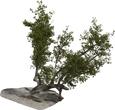 Island Tree 03 - Preview
