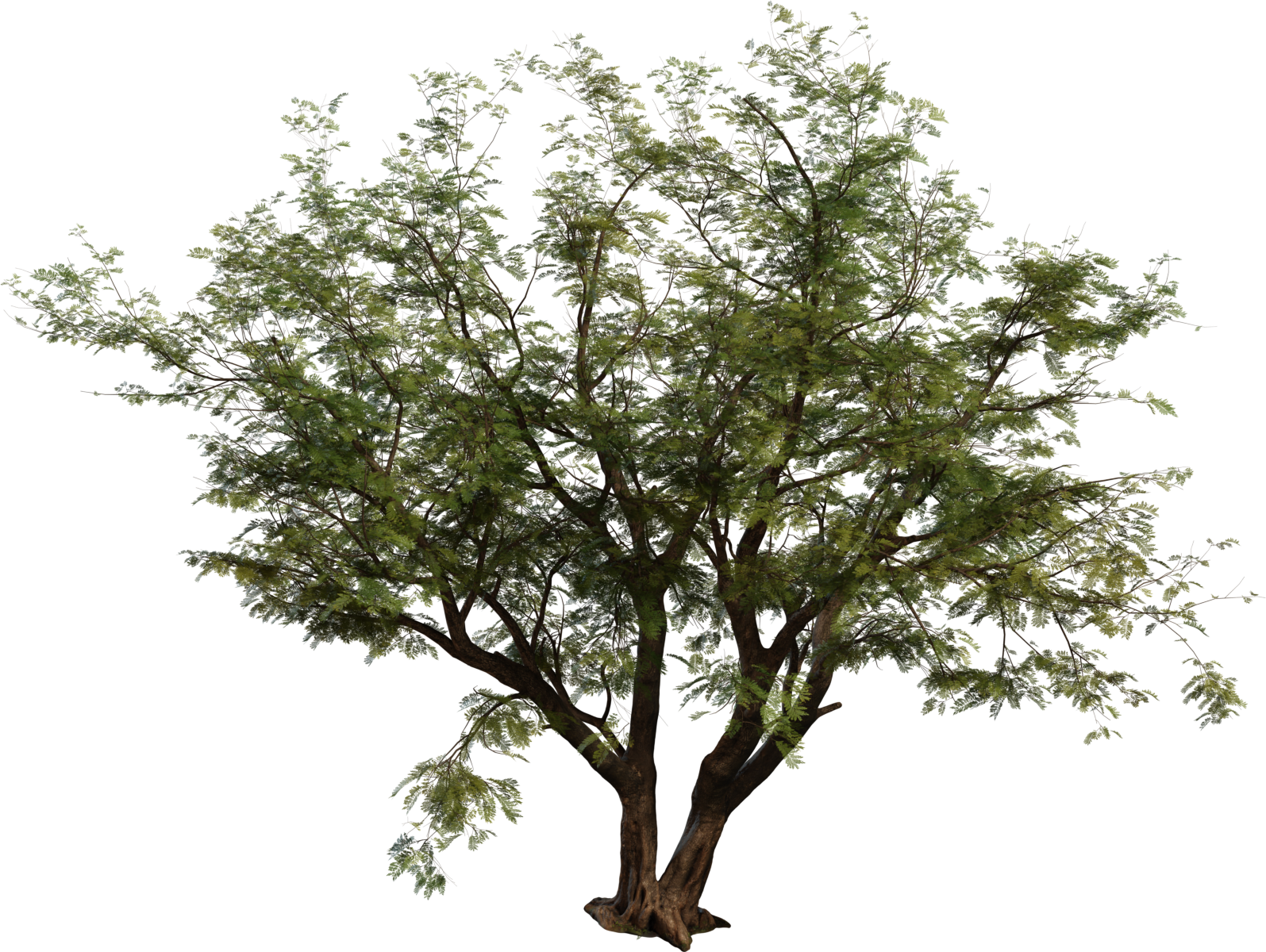 Jacaranda Tree